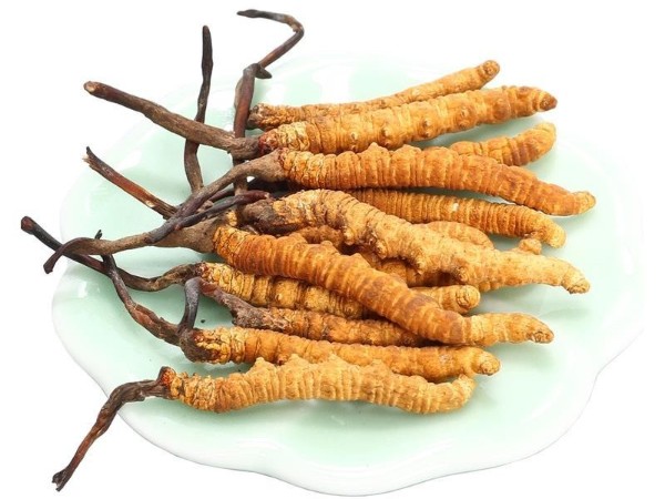 冬蟲夏草對癌癥患者的作用有哪些？