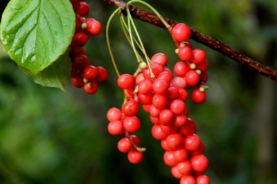 五味子：千年古方的健康寶藏，滋養身心，護航健康！