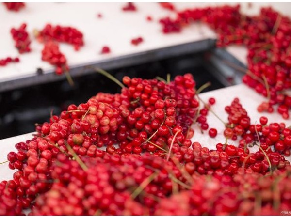 關于五味子的故事