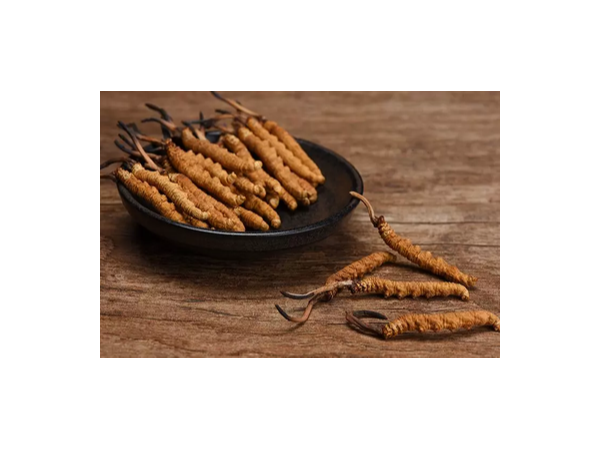 從冬蟲夏草中分離得到的蝙蝠蛾擬青霉是什么？