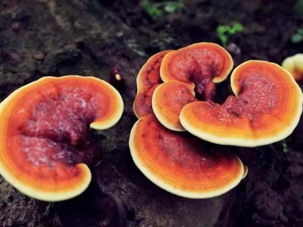 靈芝孢子粉的適用人群