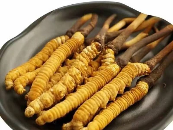 冬蟲夏草的適宜人群及禁忌