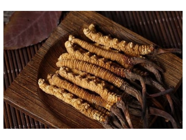 蝙蝠蛾擬青霉菌絲體的來源