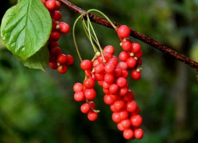 五味子、葛根等養肝成分，一年四季的養肝小能手！