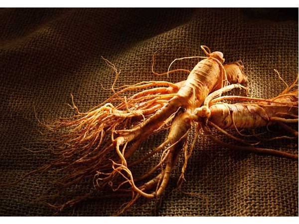 了解一下《本草綱目》草部——人參