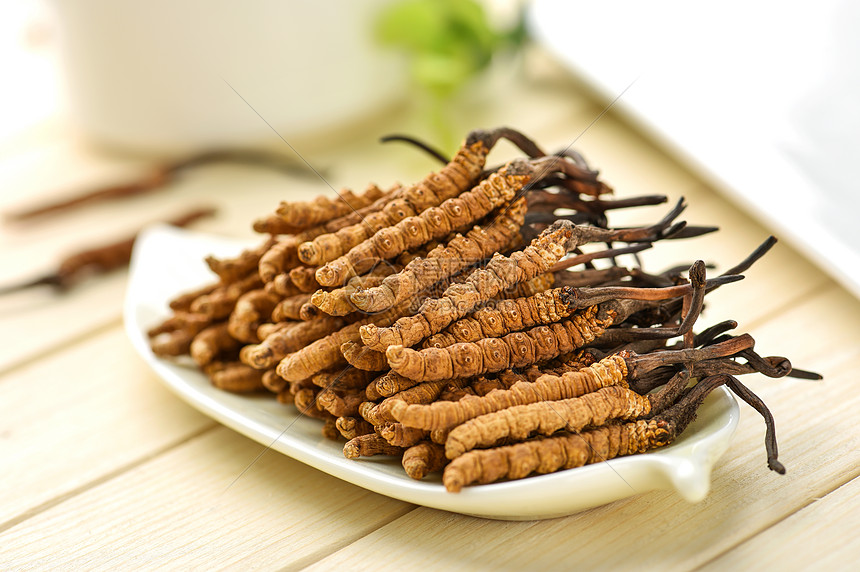 冬蟲夏草：深入解析其學名、分類與健康奧秘