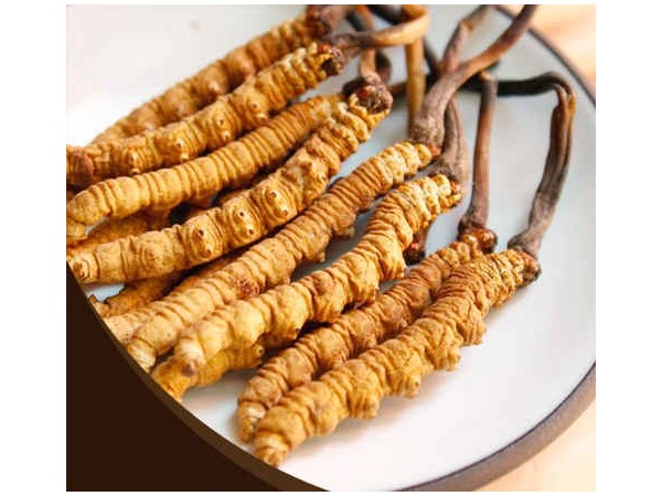 冬蟲夏草如何調節免疫力，對人體有什么作用