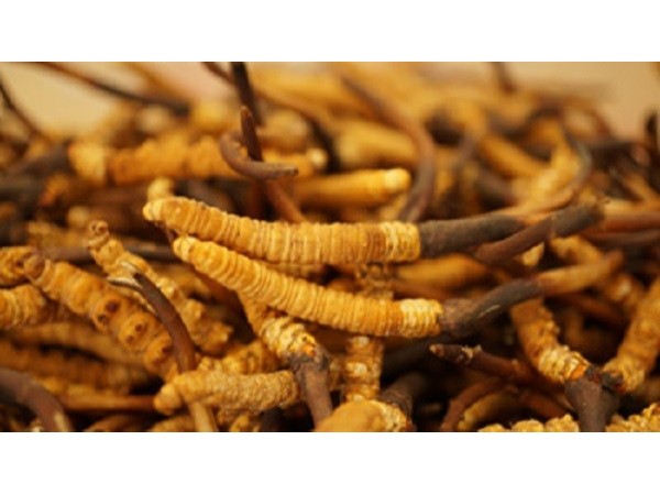 冬蟲夏草不能和什么一起吃？