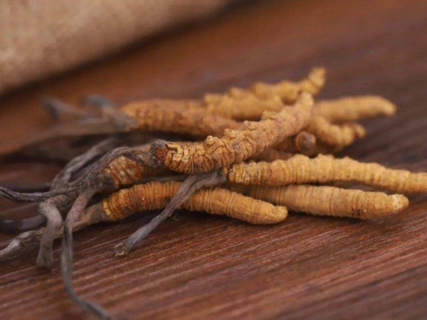 冬季進(jìn)補(bǔ)冬蟲夏草不可亂吃