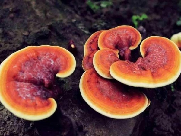 靈芝孢子粉的科普，這些你都了解嗎？