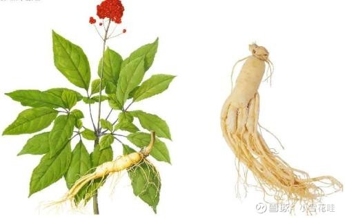 人參皂苷在營養學中的多重應用與價值